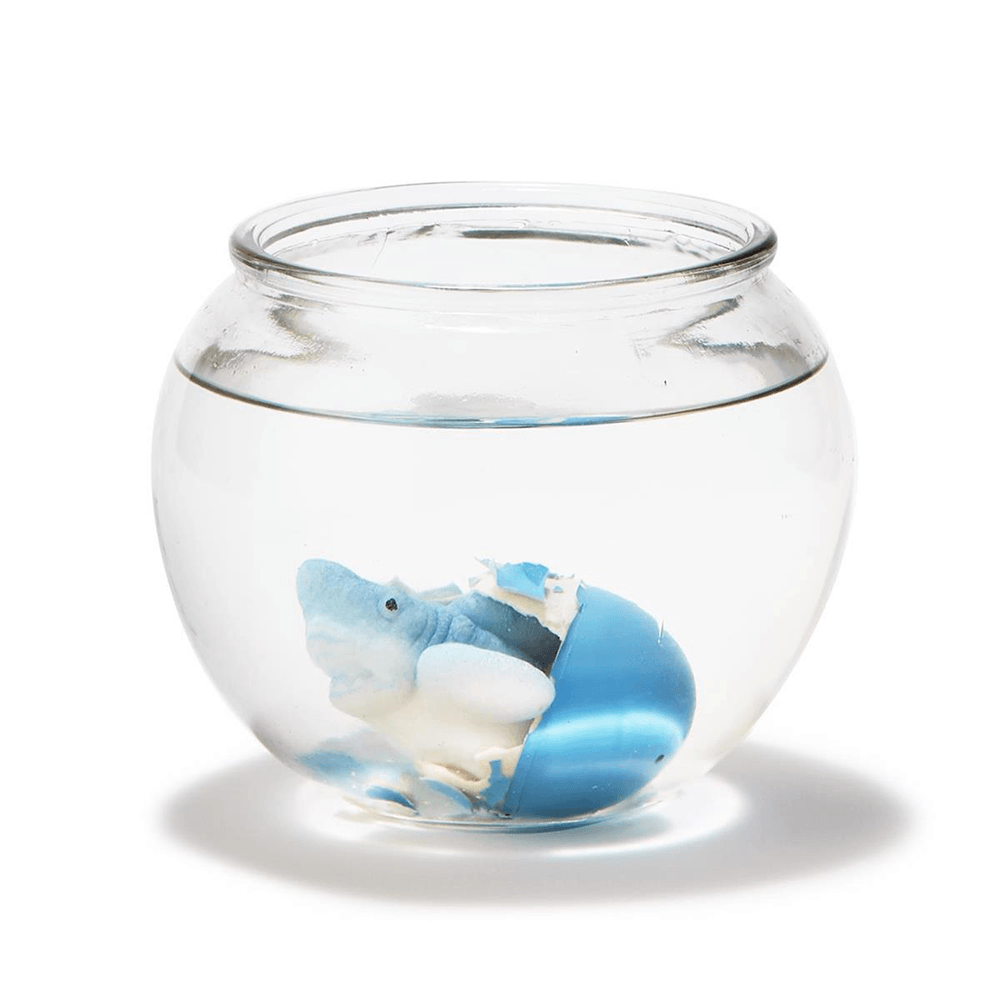 Hatching Shark Egg - 2 Color Options, Shop Sweet Lulu