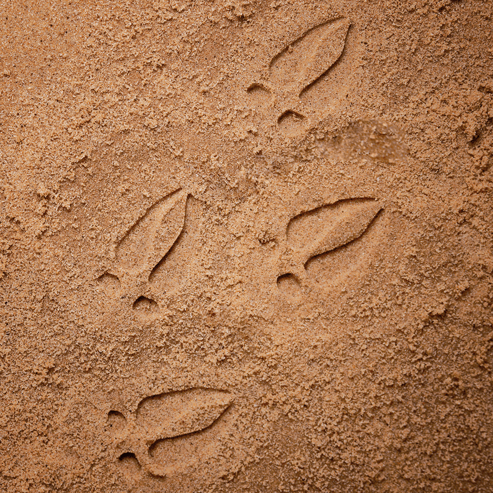 Stone Woodland Animal Footprint Set
