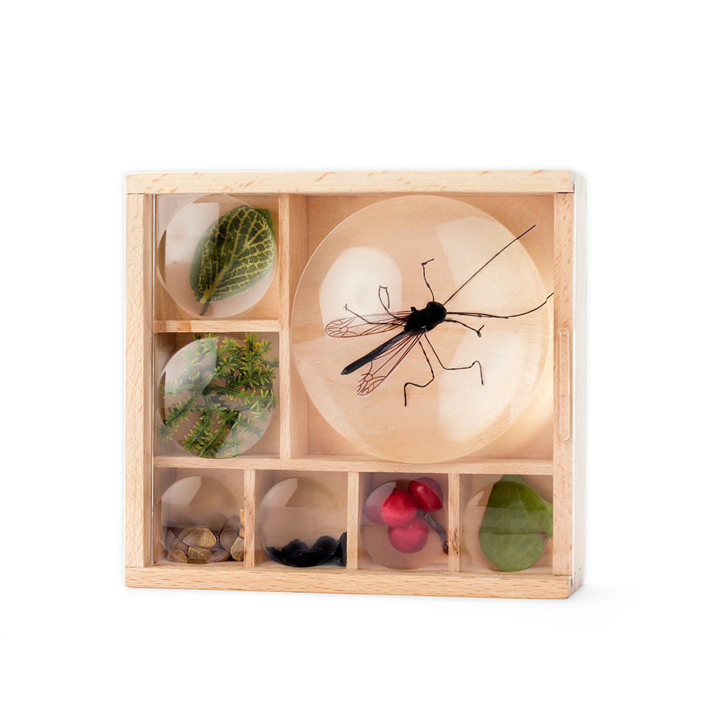 "My Little Museum" Bug Box, Shop Sweet Lulu